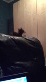 Cat Fail GIF - Cat Cats Jump GIFs