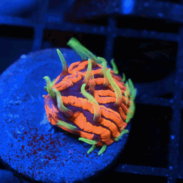 Corals Tckcorals GIF - Corals Tckcorals GIFs