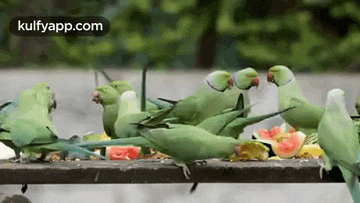 a group of green parrots are eating watermelon slices on a railing .