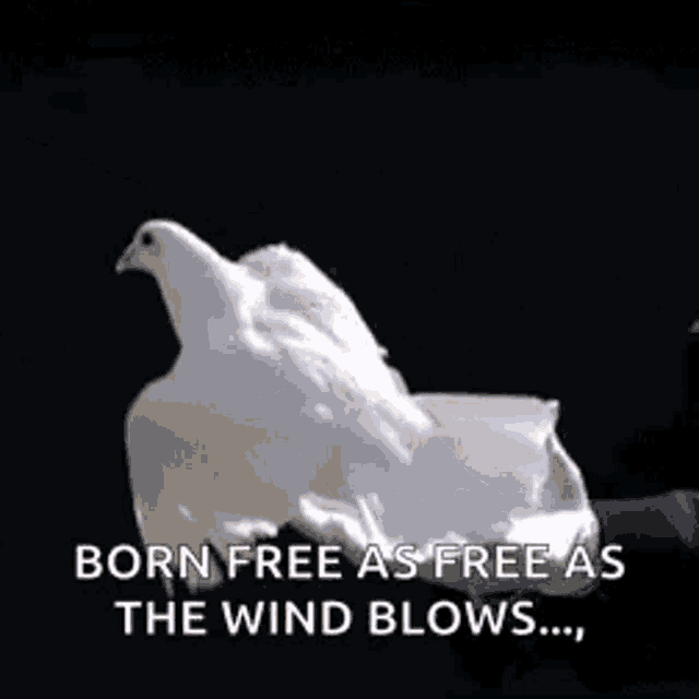 Freedom To Make A Difference Dove GIF - Freedom To Make A Difference Dove Flying GIFs