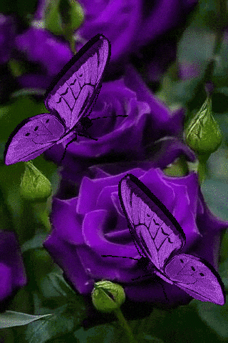 two purple butterflies are sitting on a purple rose
