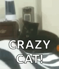 Cat Crazy GIF - Cat Crazy GIFs