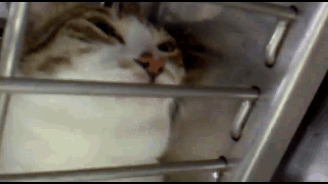 a close up of a cat in a cage with bars
