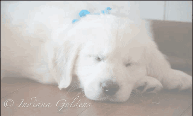 a white golden retriever puppy is sleeping on a wooden floor