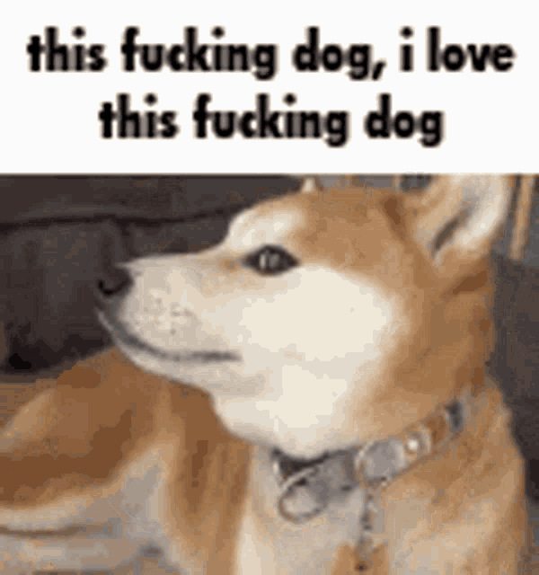 Ultras Dog GIF