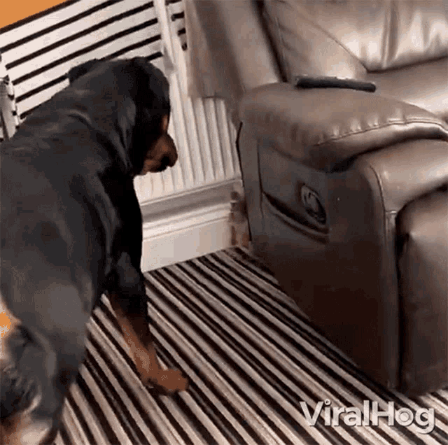 Little Dog Picking A Fight With A Big Dog Viralhog GIF - Little Dog Picking A Fight With A Big Dog Viralhog Little Dog Hiding Behind The Couch GIFs