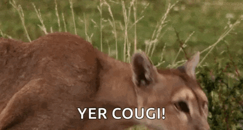 a mountain lion is standing in the grass with the words `` yer cough '' written on it .