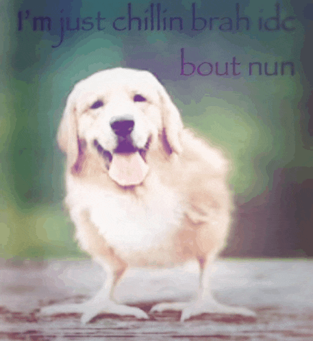a picture of a dog that looks like a chicken with the words i 'm just chillin brah ide bout nun