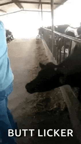 a picture of a cow with the word butt licker on it