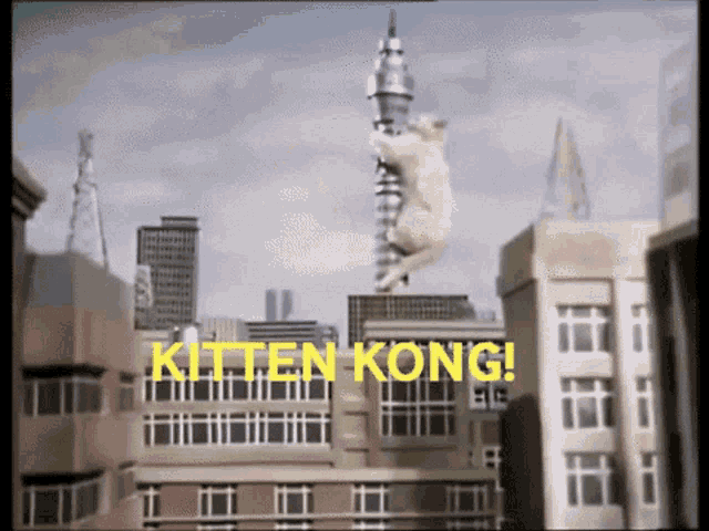 The Goodies London GIF - The Goodies London Cat GIFs