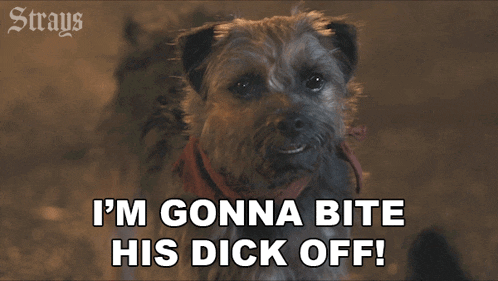a small dog with a scarf around its neck says " i 'm gonna bite his dick off "