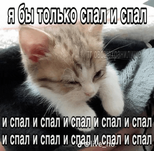 a cat laying on someone 's lap with a caption in russian that says " я бы только спал и спал "