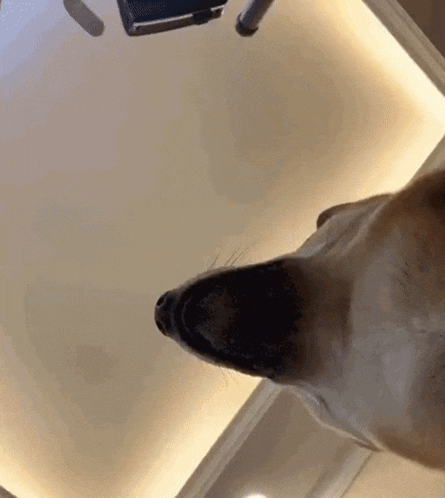 a close up of a dog 's head looking up at something