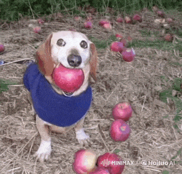 a dog in a blue sweater is holding an apple in its mouth .