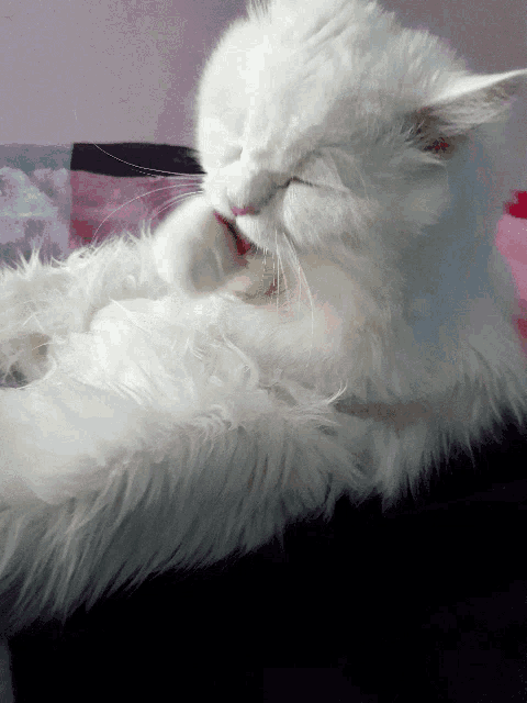 a white cat laying down with its eyes closed and its mouth open