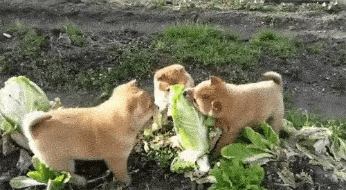 three shiba inu puppies are eating lettuce in a field .