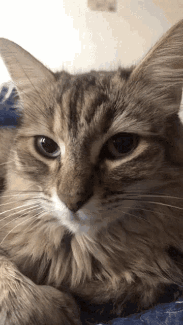 Cat Kitty GIF - Cat Kitty Animal GIFs