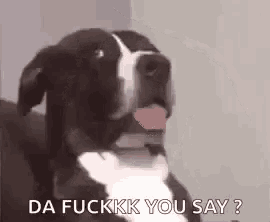 a black and white dog is sitting on a couch with its tongue hanging out and says `` da fuckkkk you say ? ''