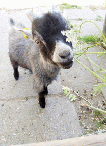 Baby Goat Goat GIF - Baby Goat Goat Goats GIFs