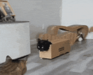 Box Cat GIF - Box Cat Cute GIFs