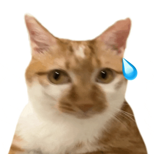 a close up of a cat with a drop of water on its forehead