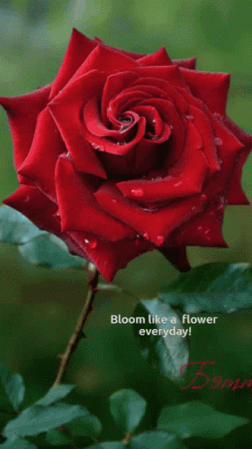 Reds Red Flower Bloom GIF - Reds Red Flower Bloom Red Rose GIFs