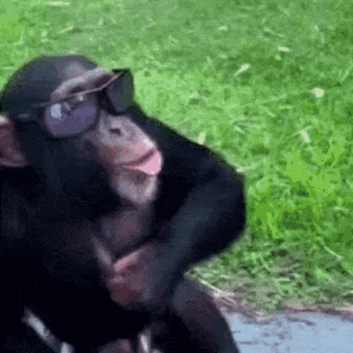 a chimpanzee wearing sunglasses is sitting in the grass and looking at the camera .