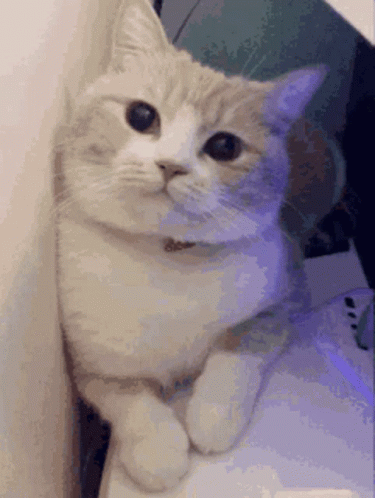 คิมโรโระ Cat GIF - คิมโรโระ Cat Cute GIFs