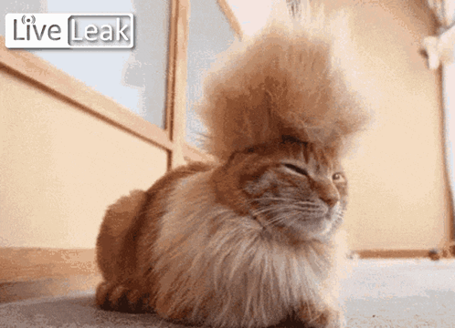 Cat Mohawk GIF - Cat Mohawk Live GIFs