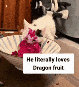He Literally Loves Dragon Fruit Cat GIF - He Literally Loves Dragon Fruit Dragon Fruit Cat GIFs