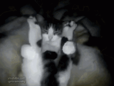 a blurred image of three cats with youtube.com in the upper left corner