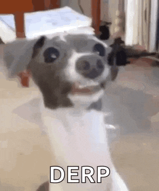 a dog is smiling and making a funny face while standing in a room .