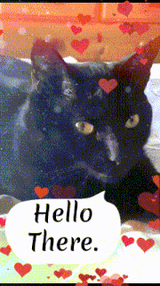 a black cat is surrounded by hearts and says hello there