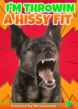 a dog with its mouth open and the words i 'm throwin a hissy fit behind it