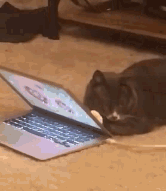 Cat Close Laptop GIF - Cat Close Laptop Pc GIFs