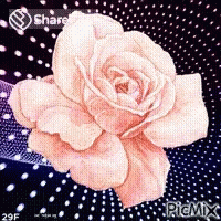 गुलाबीगुलाब फूल GIF - गुलाबीगुलाब फूल Flower GIFs