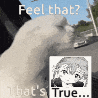 a cat is looking at a picture of a girl and says " feel that that 's true "