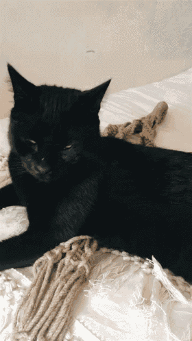 Cat Black GIF