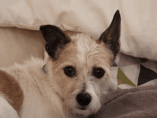 a brown and white dog laying on a bed