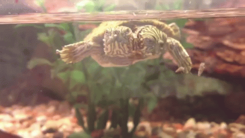 Two-headed Turtle Thelma And Louise  Born At Texas Zoo GIF - Cute Turtles Thelma GIFs