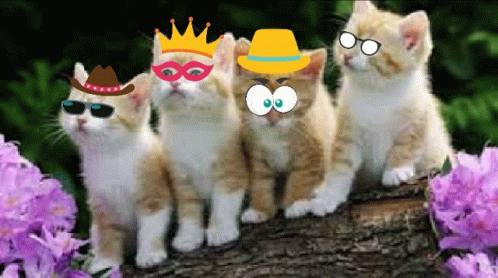 Kucing Lucu Kucing Pakai Kacamata GIF - Kucing Lucu Kucing Pakai Kacamata Axr GIFs