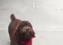Bubble Catching  GIF - Dog Puppy Jump GIFs