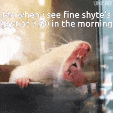 a hamster is looking out of a window with a caption that says me