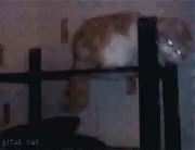 Gato Cat GIF - Gato Cat Like A Boss GIFs
