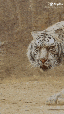 a white tiger is walking across a dirt field with the caption capcut