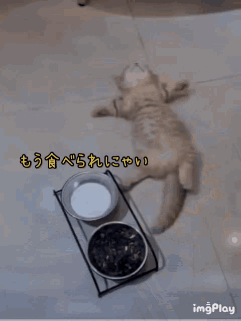 Cat Sleep GIF - Cat Sleep Lmfull GIFs