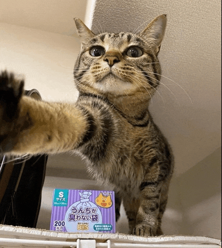 a cat is standing next to a box of 200 bags