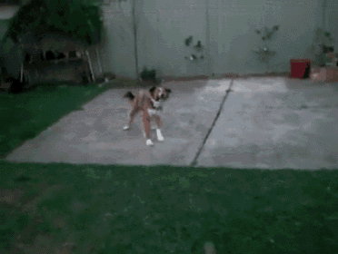 a brown and white dog is walking on a concrete patio