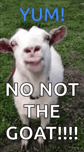a picture of a goat with a caption that says yum no not the goat