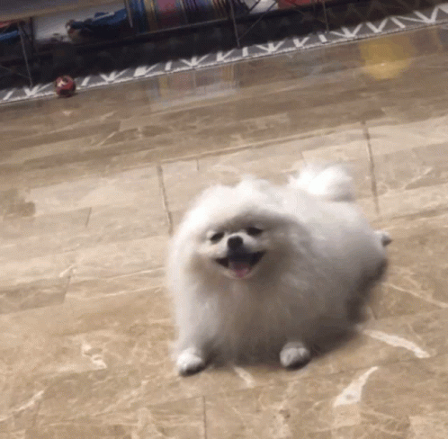 Cute Dogs GIF - Cute Dogs Funny GIFs
